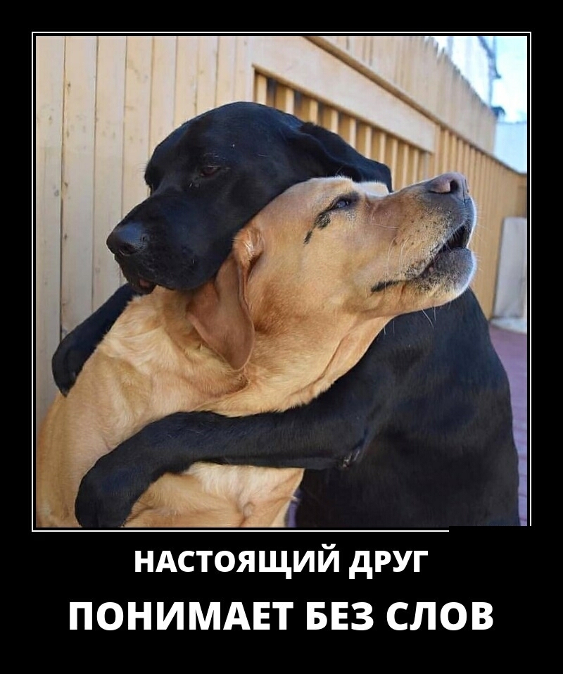 ндстоящий друг ПОНИМАЕТ БЕЗ СЛОВ