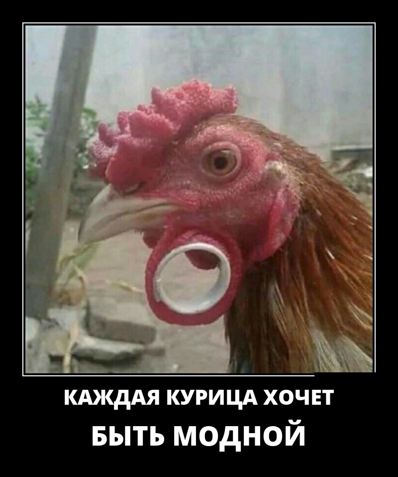 КАЖдАЯ КУРИЦА ХОЧЕТ БЫТЬ модной