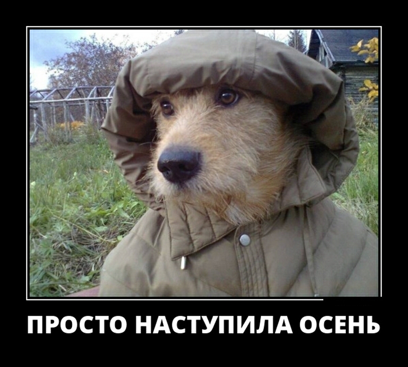 ПРОСТО НАСТУПИЛА ОСЕНЬ