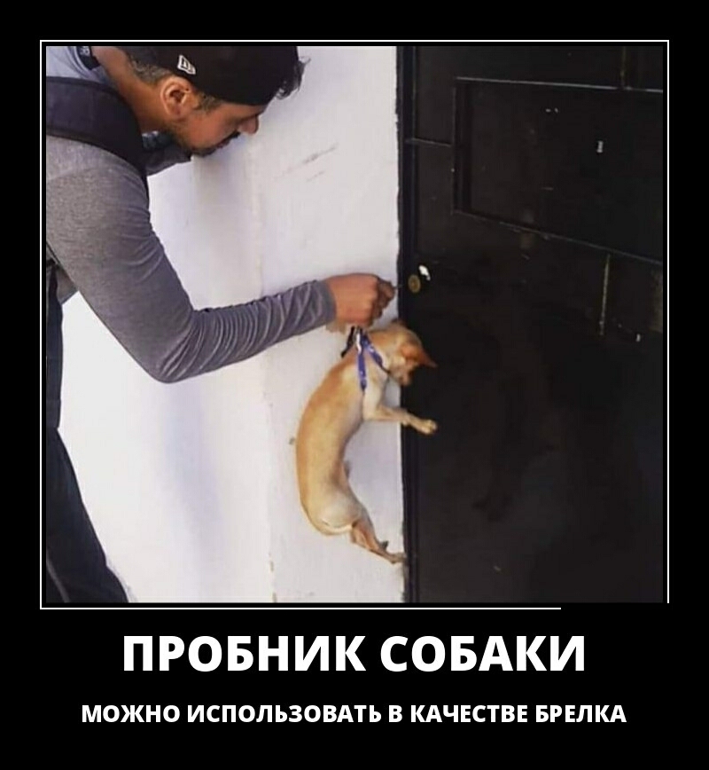 ПРОБНИК СОБАКИ МОЖНО ИСПОЛЬЗОВАТЬ В КАЧЕСТВЕ БРЕЛКА