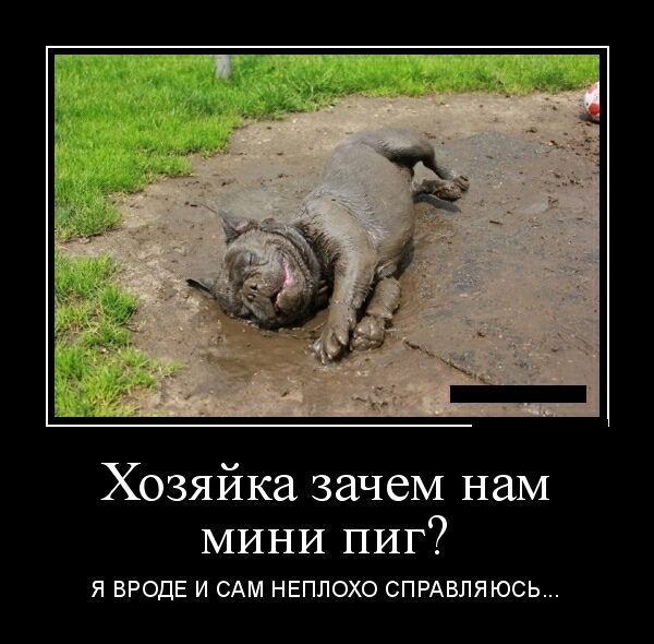 Хозяйка зачем наМ МИНИ ПИГ Я ВРОДЕ И САМ НЕПЛОХО СПРАБЛЯЮСЬ