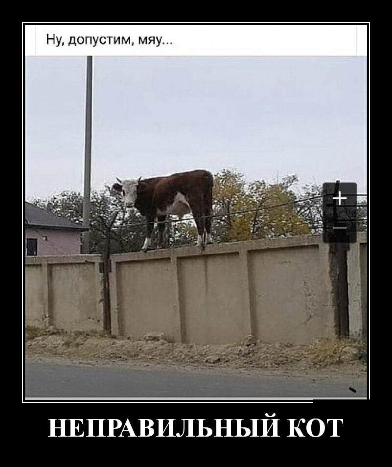 НУ допустим мяу НЕПРАВИЛЬНЫЙ КОТ