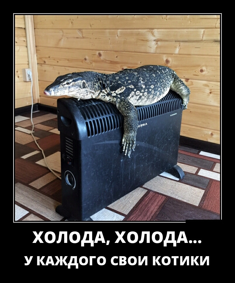 ХОЛОДА ХОЛОДА У КАЖДОГО свои котики