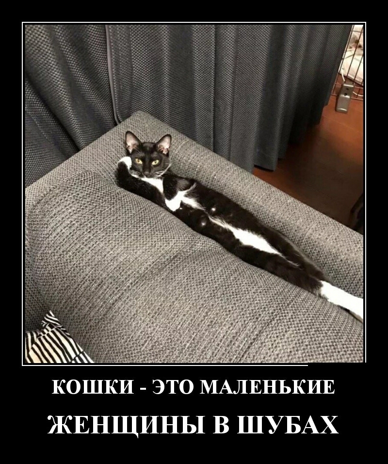 КОШКИ это МАЛЕНЬКИЕ ЖЕНЩИНЫ В ШУБАХ