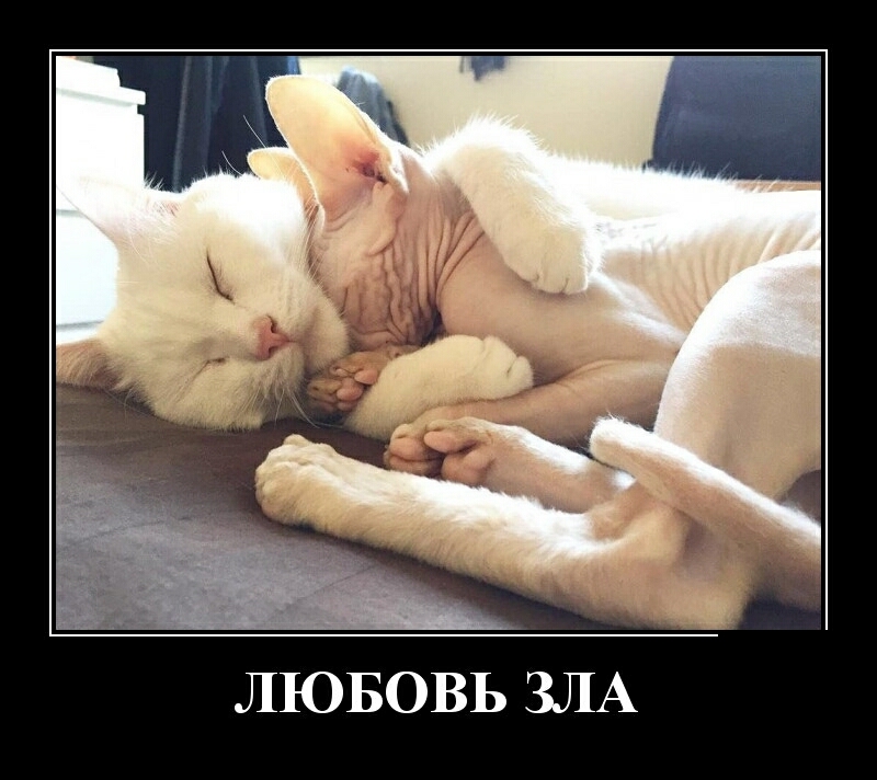 ЛЮБОВЬ ЗЛА