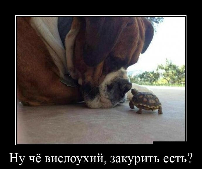Ну чё вислоухий закурить есть