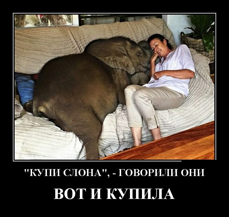 КУПИ СЛОНА ГОВОРИЛИ ОНИ ВОТ И КУПИЛА