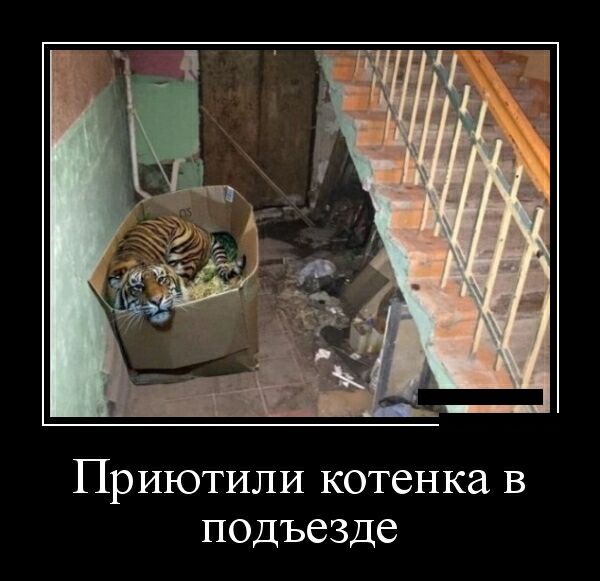 Приютили котенка в подъезде