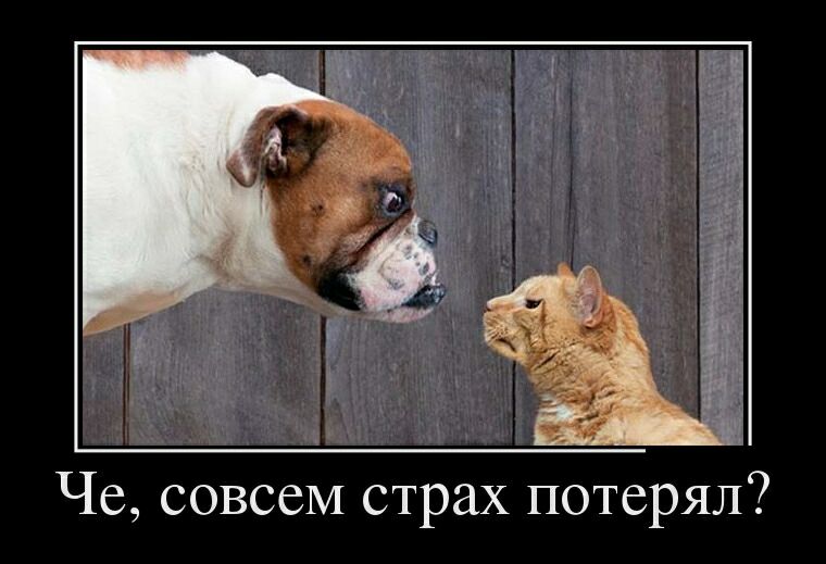Че совсем страх потерял