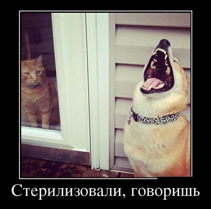 Стерилизовали говоришь