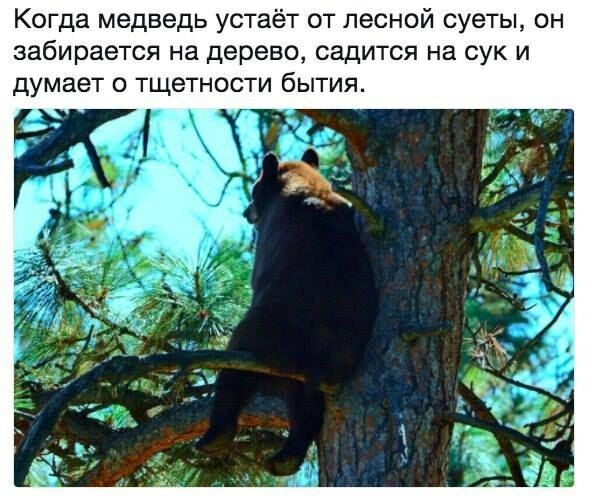 Когда медведь устаёт от лесной суеты он забирается на дерево садится на сук и думает о тщетности бытия
