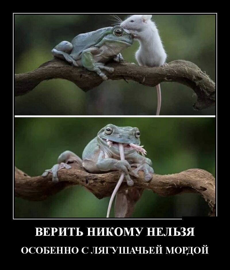 ВЕРИТЬ НИКОМУ НЕЛЬЗЯ ОСОБЕННО с ЛЯГУШАЧЬЕЙ МОРДОЙ