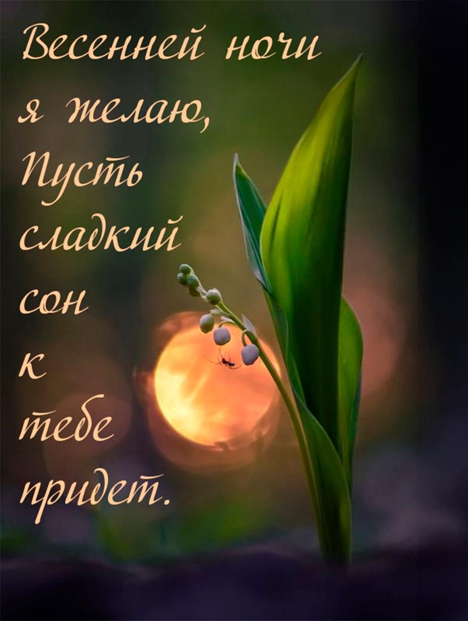 Весенней ночью я желаю, Пусть сладкий сон к тебе придет.