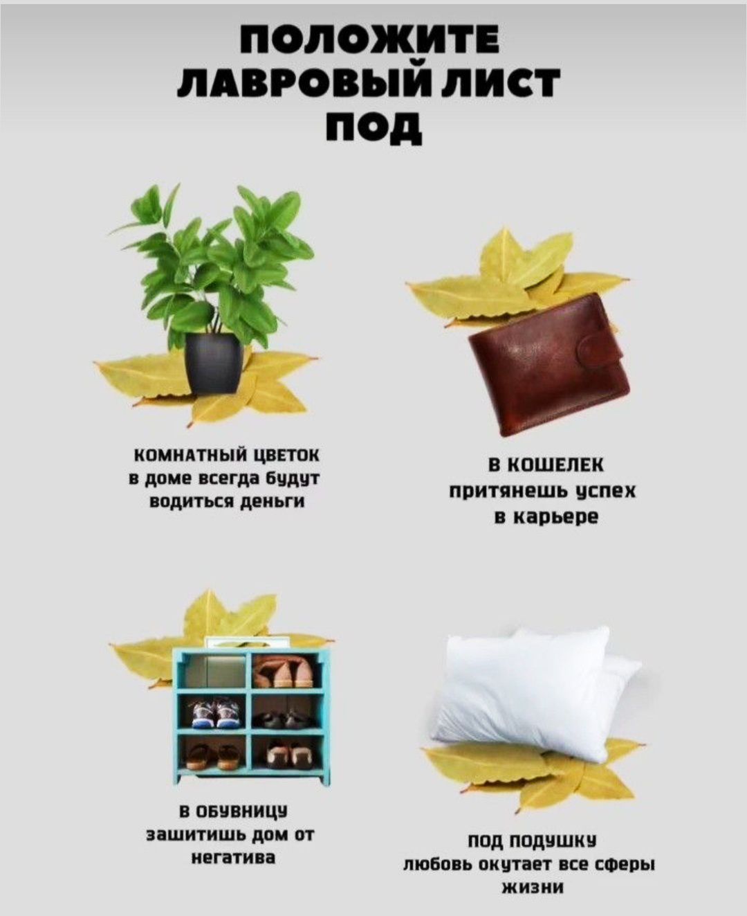 Положите лавровый лист под

Комнатный цветок в доме всегда будут водиться деньги

В кошелек притянешь успех в карьере

В обувничке защитишь дом от негатива

Под подушку любовь окружает все сферы жизни