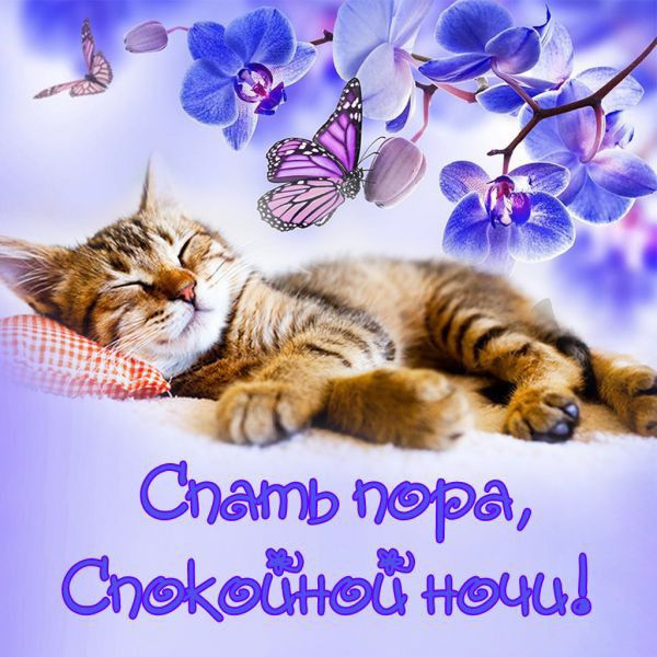 Спать пора, Спокойной ночи!