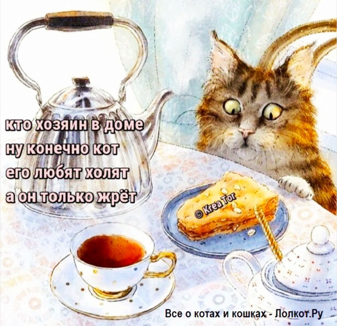 кто хозяин в доме
ну конечно кот
его любят холят
a он только жрёт