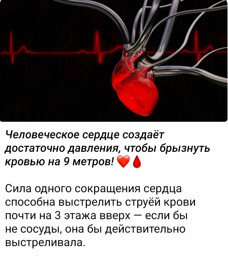 Человеческое сердце создает достаточного давления, чтобы брызнуть кровью на 9 метров! ❤️

Сила одного сокращения сердца способна выстрелить струй крови почти на 3 этажа вверх — если бы не сосуды, она бы действительно выстреливала.