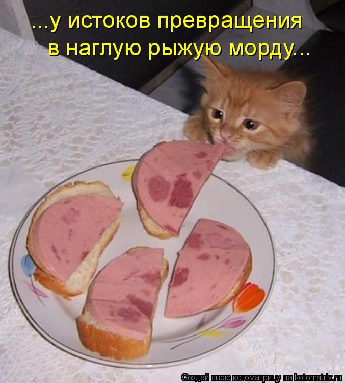 ...у истоков превращения в наглую рыжую морду...