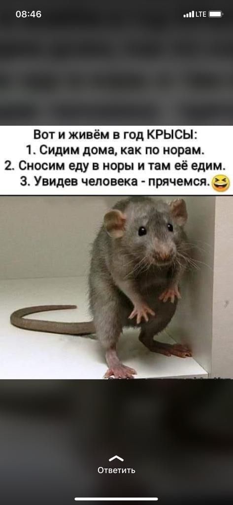 08246 _ТЕ _ Вот и живём в год КРЫСЫ 1 Сидим дома как по иорам 2 Сносим еду в норы и там её едим 3 Увидев человека прячемсяе Ответить