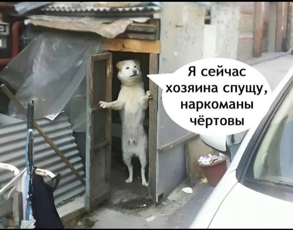 Я сейчас хозяина спущу, наркоманы чёртовы