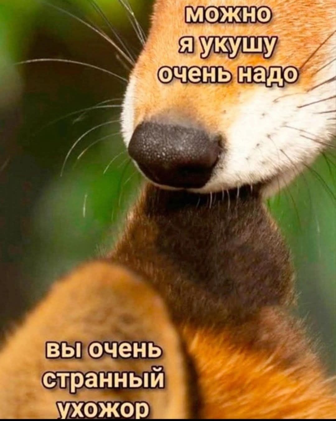 можно я укушу очень надо
вы очень странный ухожор