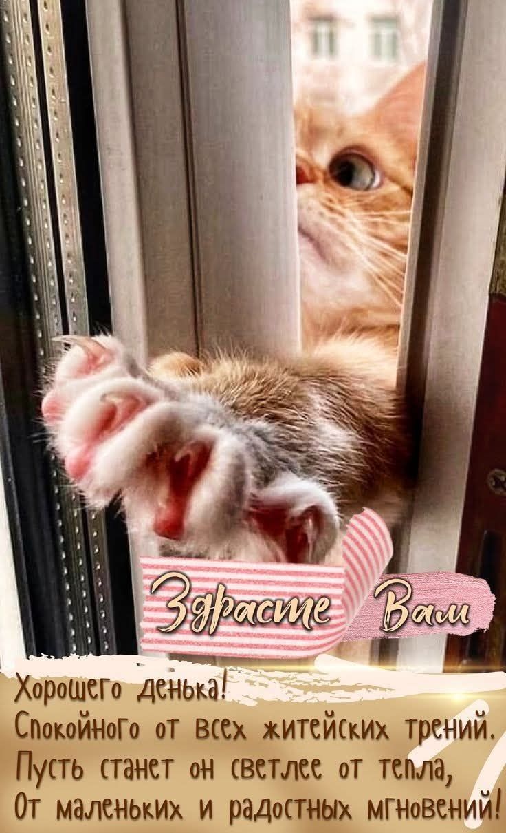 Здравсте Ваш. Хорошего дня! Спокойного от всех житейских тревний. Пусть станет он светлее от тепла, От маленьких и радостных мгновений!