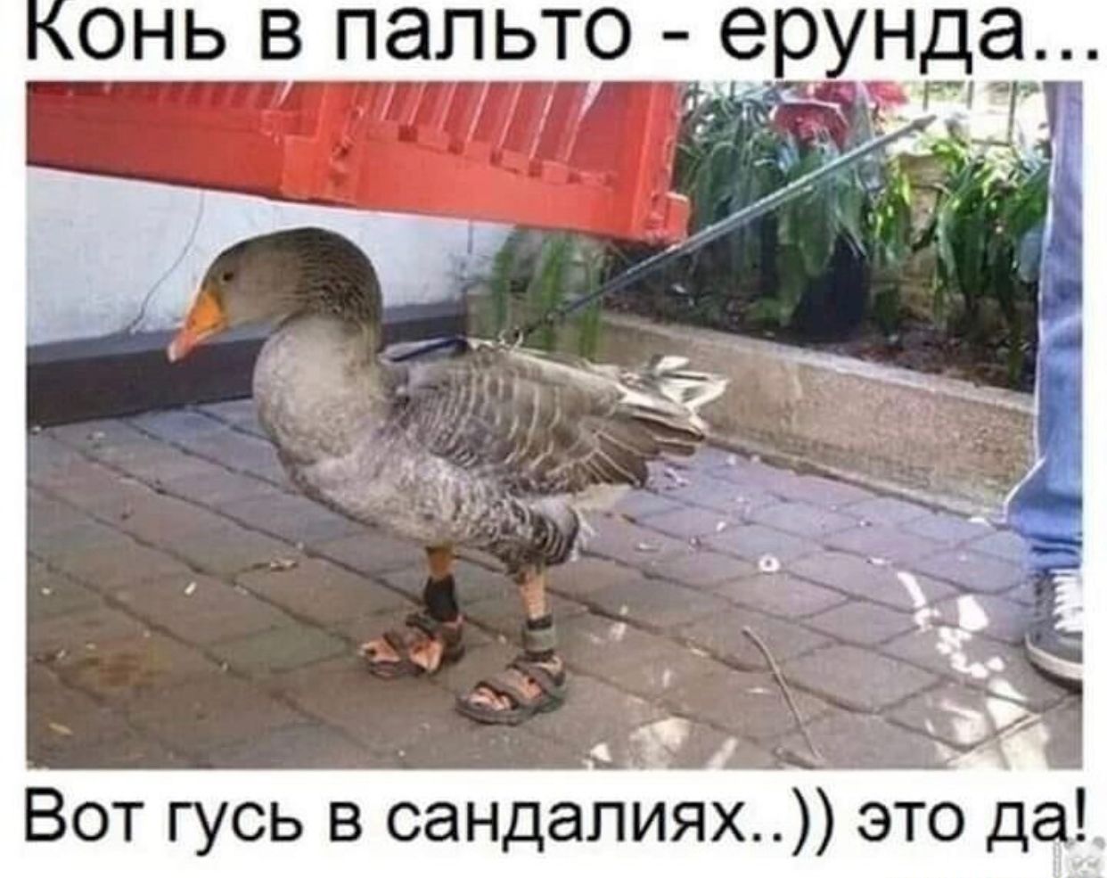 Конь в пальто - ерунда... Вот гусь в сандалиях..)) это да!