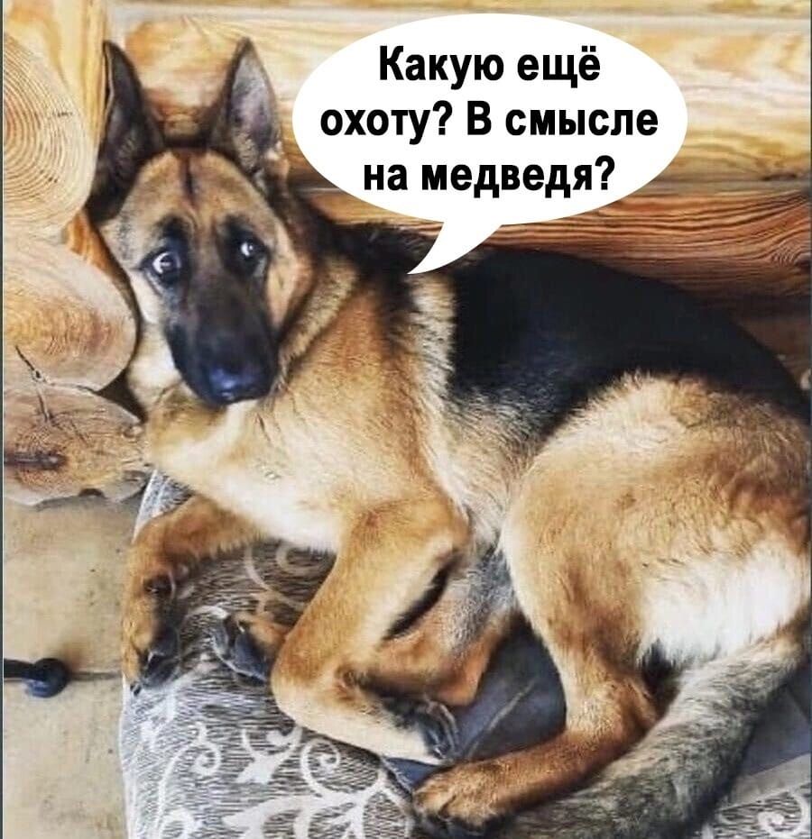 Какую ещё охоту? В смысле на медведя?