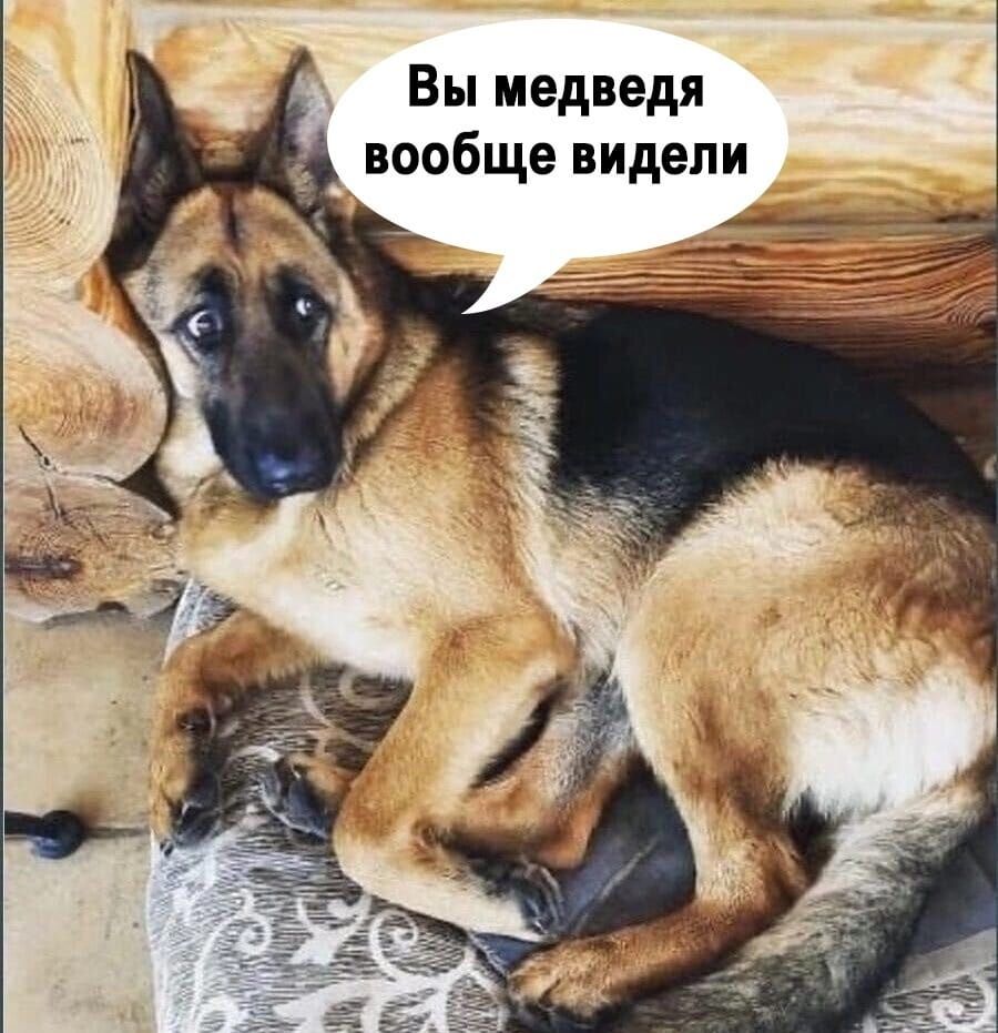 Вы медведя вообще видели