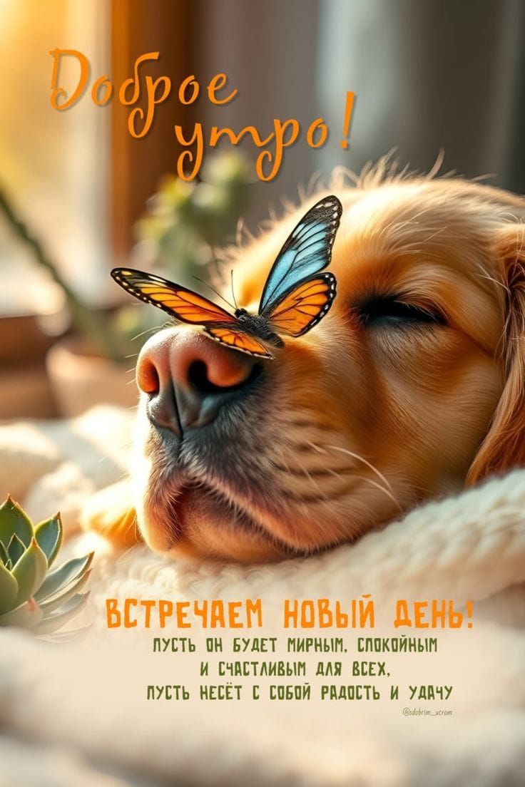 Доброе утро! Встречаем новый день! Пусть он будет мирным, спокойным и счастливым для всех, пусть несет с собой радость и удачу.