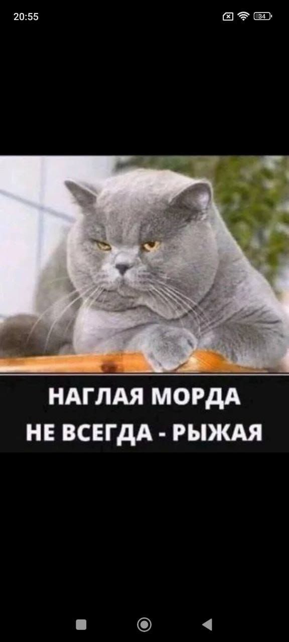 НАГЛАЯ МОРДА НЕ ВСЕГДА - РЫЖАЯ