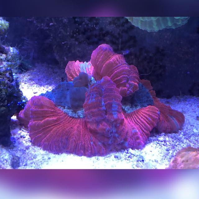 Аквариумный коралл красно-розового цвета.
