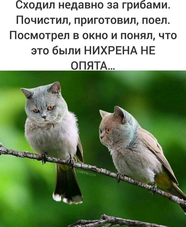 Сходил недавно за грибами. Почистил, приготовил, поел. Посмотрел в окно и понял, что это были НИХРЕНА НЕ ОПЯТА...