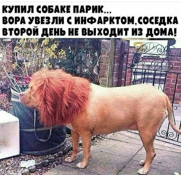 КУПИЛ СОБАКЕ ПАРИК... ВОРА УВЕЗЛИ С ИНФАРКТОМ, СОСЕДКА ВТОРОЙ ДЕНЬ НЕ ВЫХОДИТ ИЗ ДОМА!