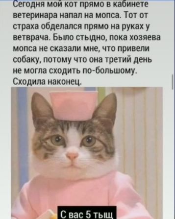 Сегодня мой кот прямо в кабинете ветеринара напал на мопса. Тот от страха обделался прямо на руках у ветврача. Было стыдно, пока хозяева мопса не сказали мне, что привели собаку, потому что она третий день не могла сходить по-большому. Сходила наконец.