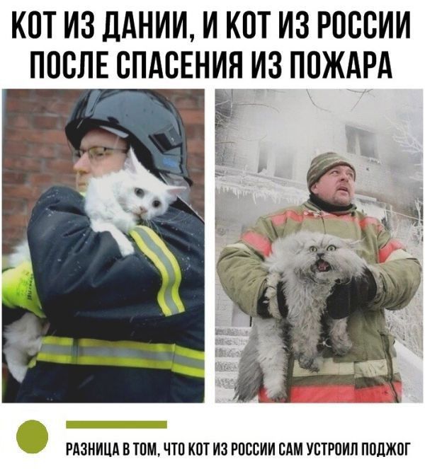 КОТ ИЗ ДАНИИ, И КОТ ИЗ РОССИИ ПОСЛЕ СПАСЕНИЯ ИЗ ПОЖАРА
РАЗНИЦА В ТОМ, ЧТО КОТ ИЗ РОССИИ САМ УСТРОИЛ ПОДЖОГ