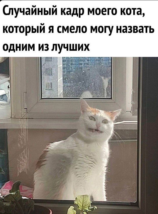 Случайный кадр моего кота, который я смело могу назвать одним из лучших