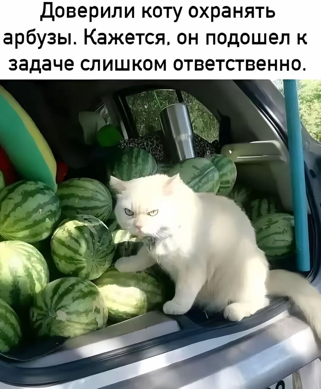 Доверили коту охранять арбузы. Кажется, он подошел к задаче слишком ответственно.