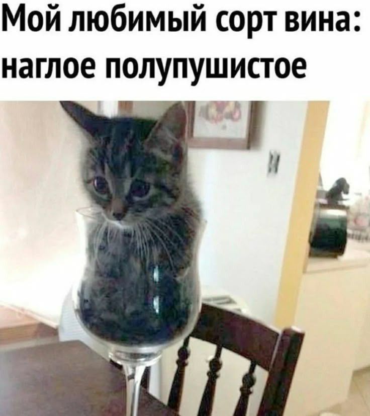 Мой любимый сорт вина: наглое полупушистое