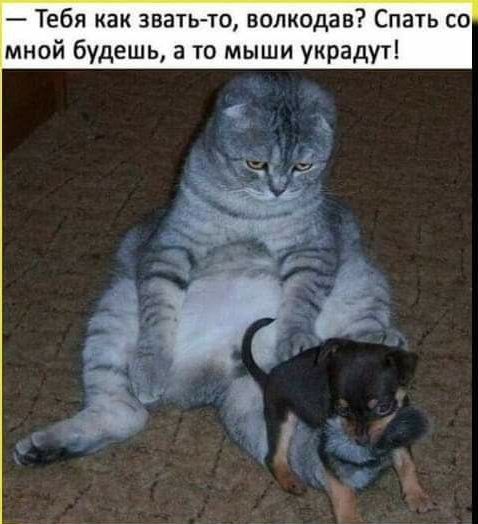 — Тебя как звать-то, волкодав? Спать со мной будешь, а то мыши украдут!