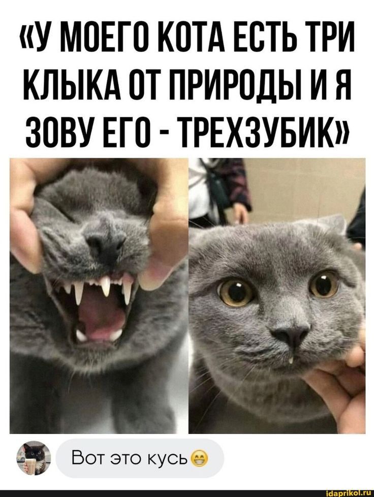 «У МОЕГО КОТА ЕСТЬ ТРИ КЛЫКА ОТ ПРИРОДЫ И Я ЗОВУ ЕГО - ТРЕХЗУБИК». Вот это кусь😏