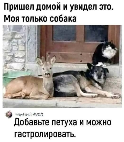 Пришел домой и увидел это. Моя только собака
Добавьте петуха и можно гастролировать.