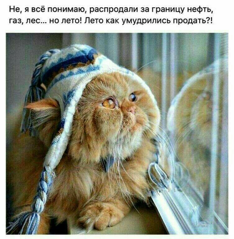 Не я всё понимаю распродали за границу нефть газ лес но лето Лето как умудрились продать