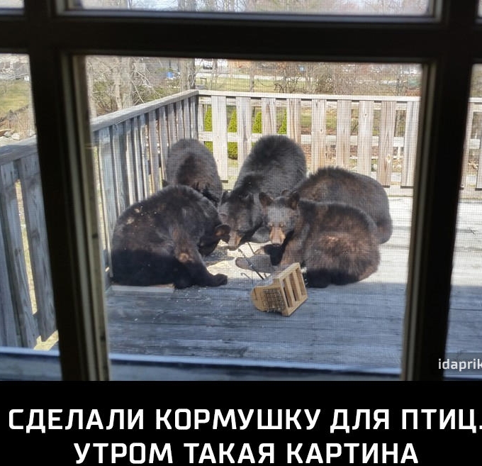 СДЕЛАЛИ КОРМУШКУ ДЛЯ ПТИЦ УТРОМ ТАКАЯ КАРТИНА