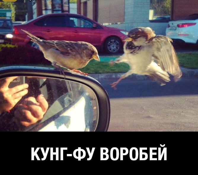 КУНГ ФУ вороввй
