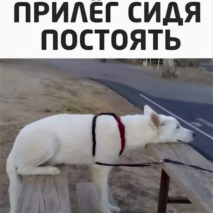ПРИЛЕГ СИДЯ ПОСТОЯТЬ