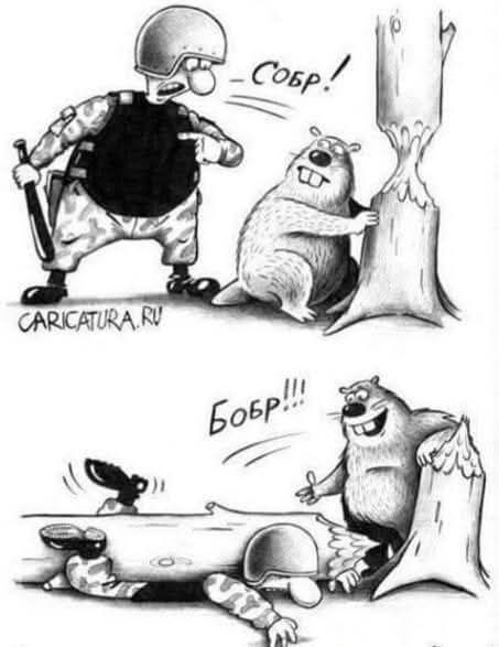- Соберись!
- Бобры!!!