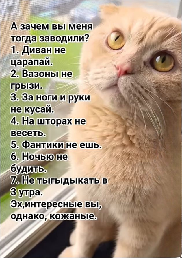 А зачем вы меня тогда заводили? 1. Диван не царапай. 2. Вазоны не гризи. 3. За ноги и руки не кусай. 4. На шторах не вешь. 5. Фантики не ешь. 6. Ночью не будить. 7. Не тыгыдыкать в 3 утра. Эх, интересные вы, однако, кожаные.