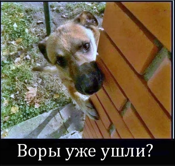 Воры уже ушли?