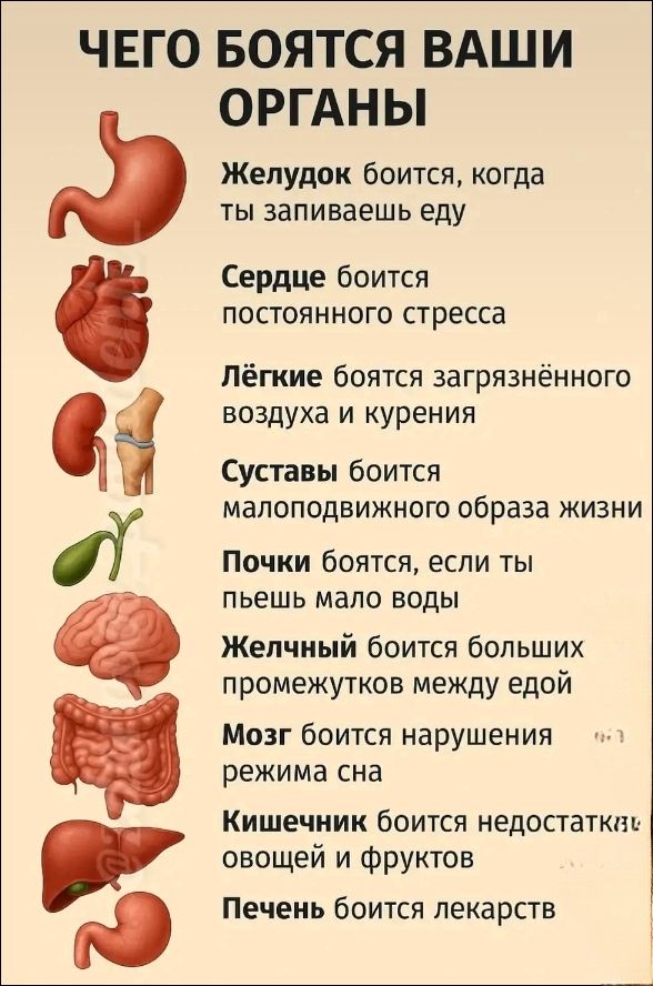 Чего боятся ваши органы

Желудок боится, когда ты запиваешь еду
Сердце боится постоянного стресса
Легкие боятся загрязненного воздуха и курения
Суставы боятся малоподвижного образа жизни
Почки боятся, если ты пьёшь мало воды
Желчный боится больших промежутков между едой
Мозг боится нарушения режима сна
Кишечник боится недостатка овощей и фруктов
Печень боится лекарств